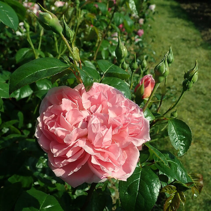 ROSA - STRAWBERRY HILL