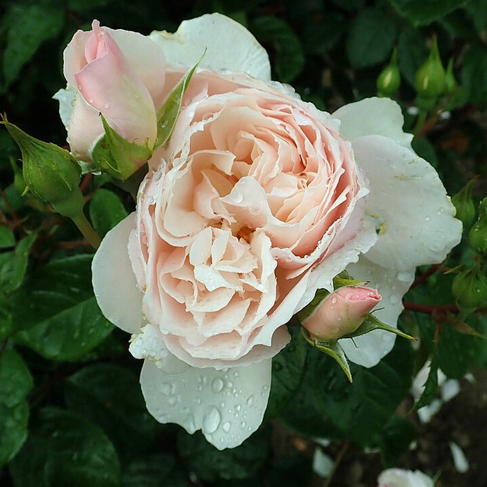 ROSA - THE GENEROUS GARDENER