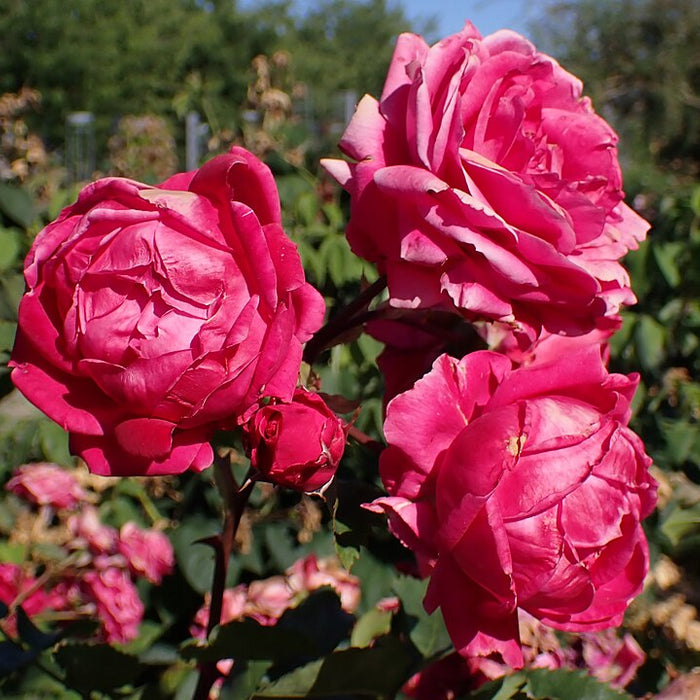ROSA - ALEXANDER MACKENZIE