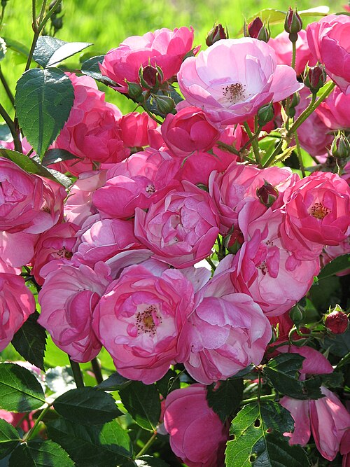 ROSE - ANGELA