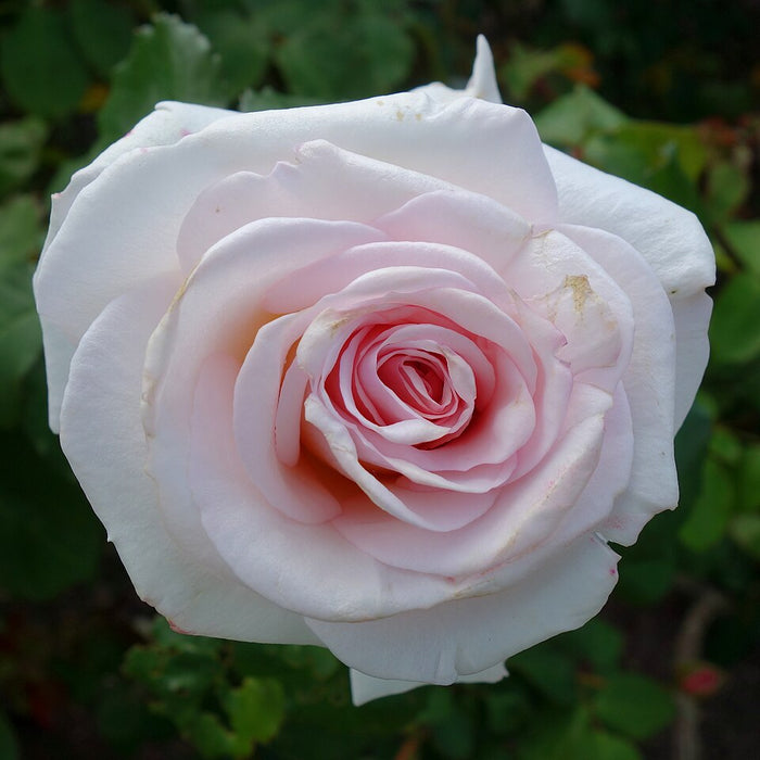 ROSE - ANNIVERSARY BLUSH