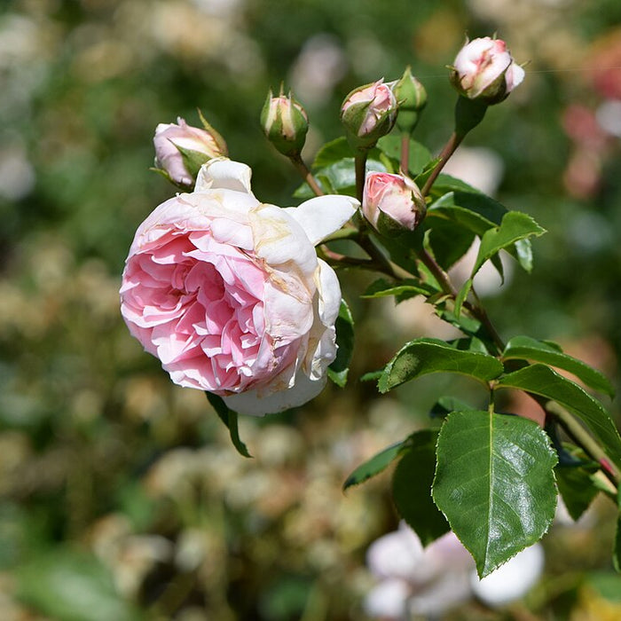 ROSA - CINDERELLA FAIRY TALE