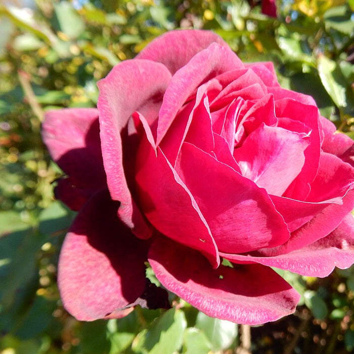 ROSA - DARK DESIRE PARFUMA