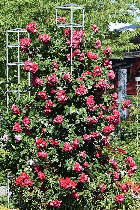 ROSA - FLORENTINA ARBOROSE
