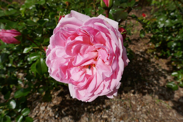 ROSA - HOME & GARDEN