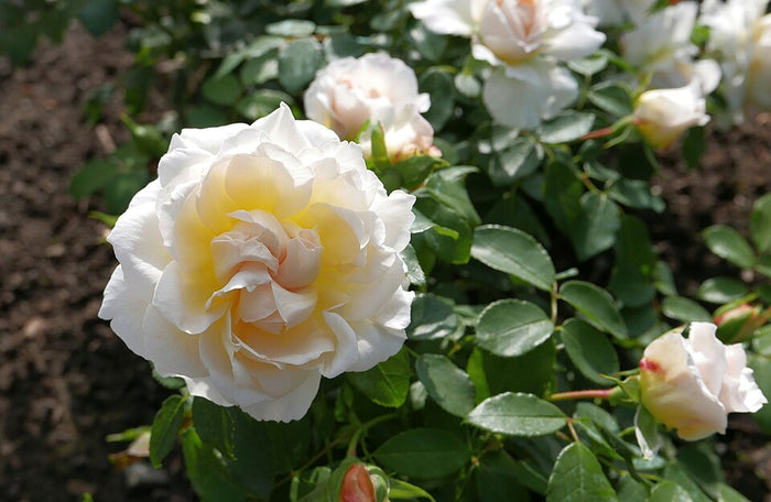 ROSA - COSMOS FAIRY TALE