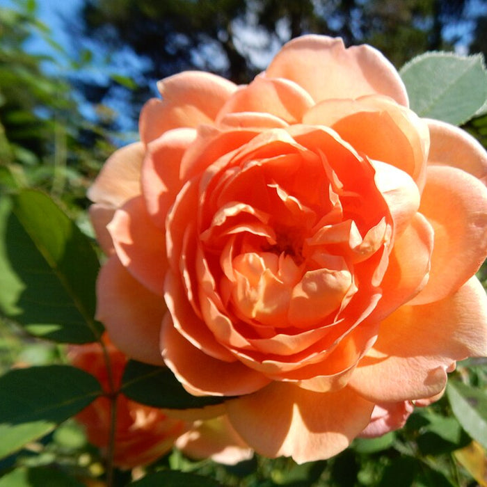 ROSA - LADY OF SHALLOTT