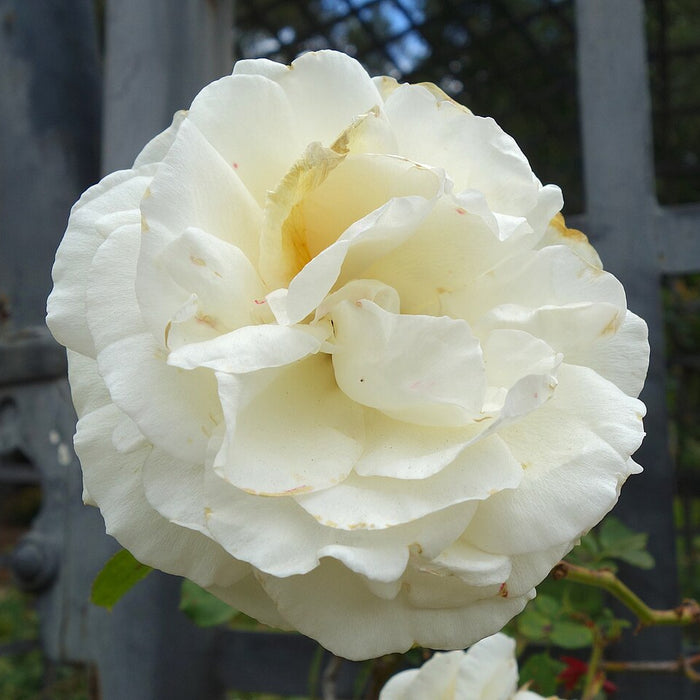 ROSA - WHITE EDEN