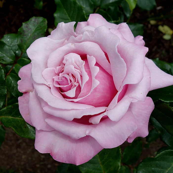 ROSA - MEMORIAL DAY