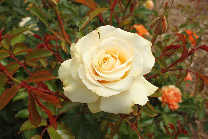 ROSA - MOUNT HOOD
