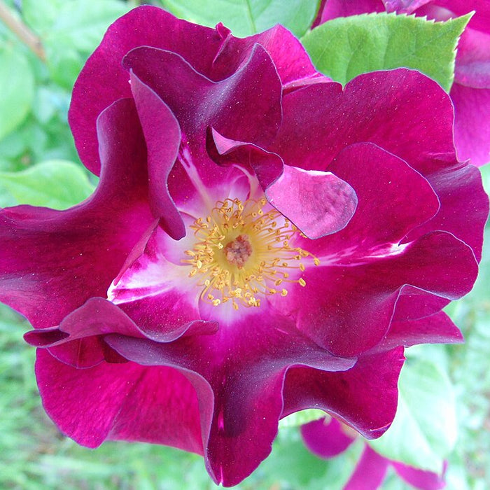 ROSA - NIGHT OWL