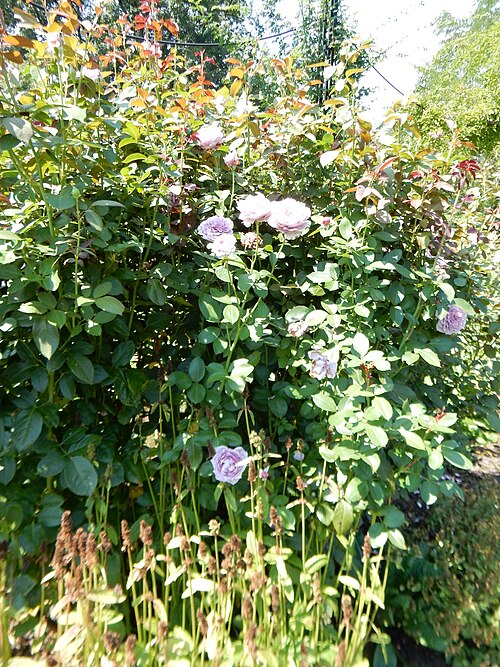 ROSA - POSEIDON