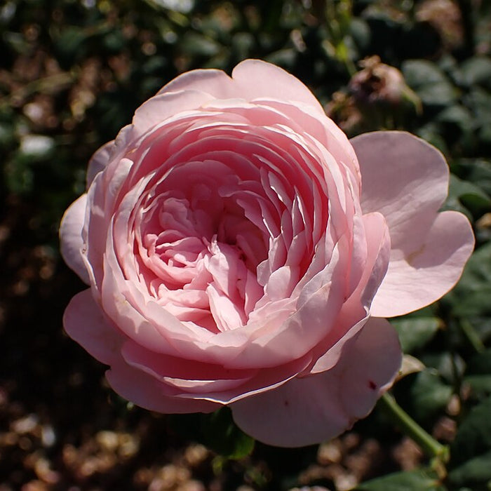 ROSA - QUEEN OF SWEDEN