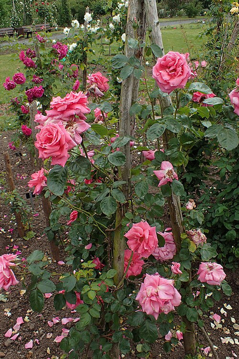 ROSA - ROSANNA