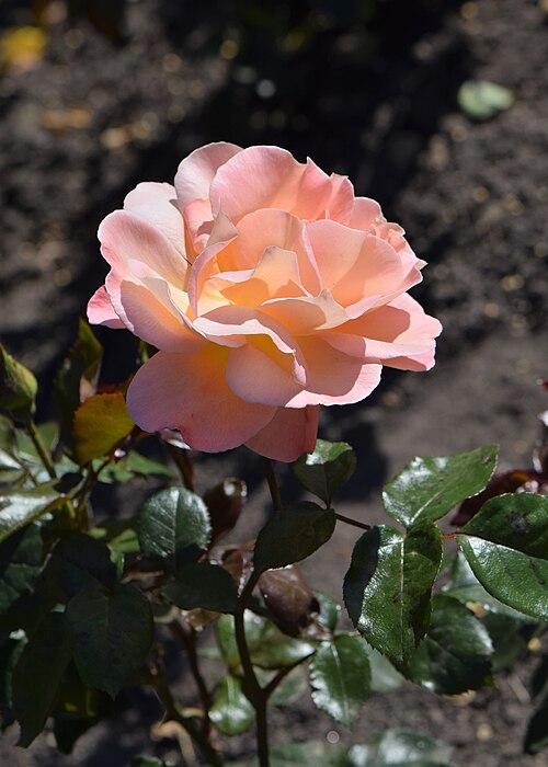 ROSA - ROSEMARY HARKNESS