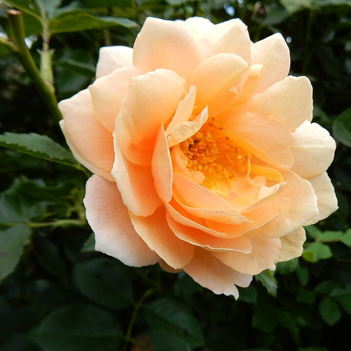 ROSA - SONNENWELT
