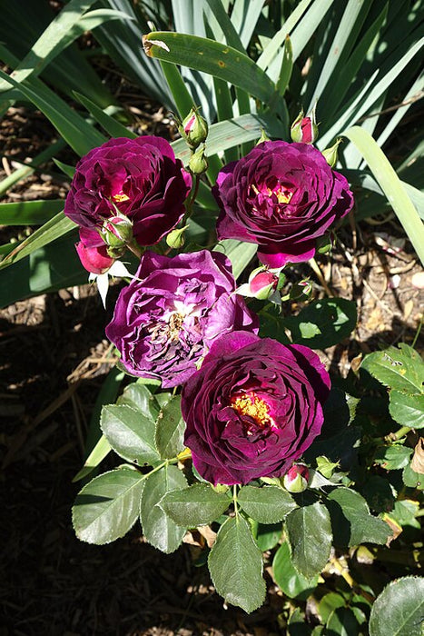 ROSA - EBB TIDE