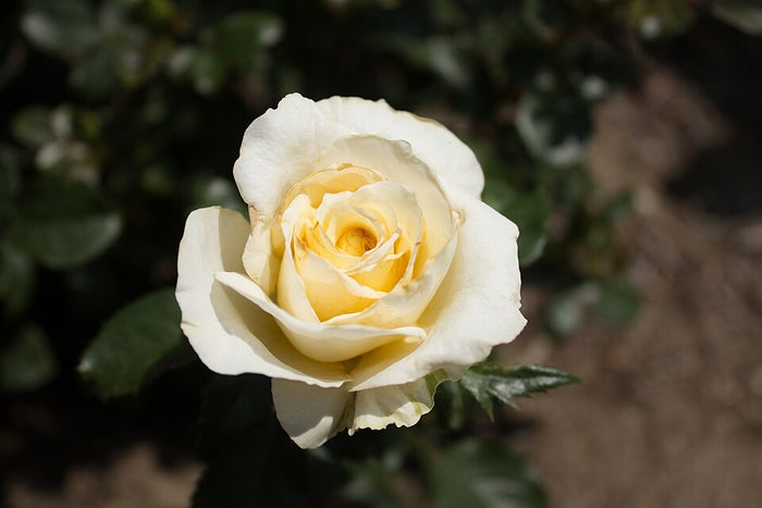 ROSA - WHITE LICORICE
