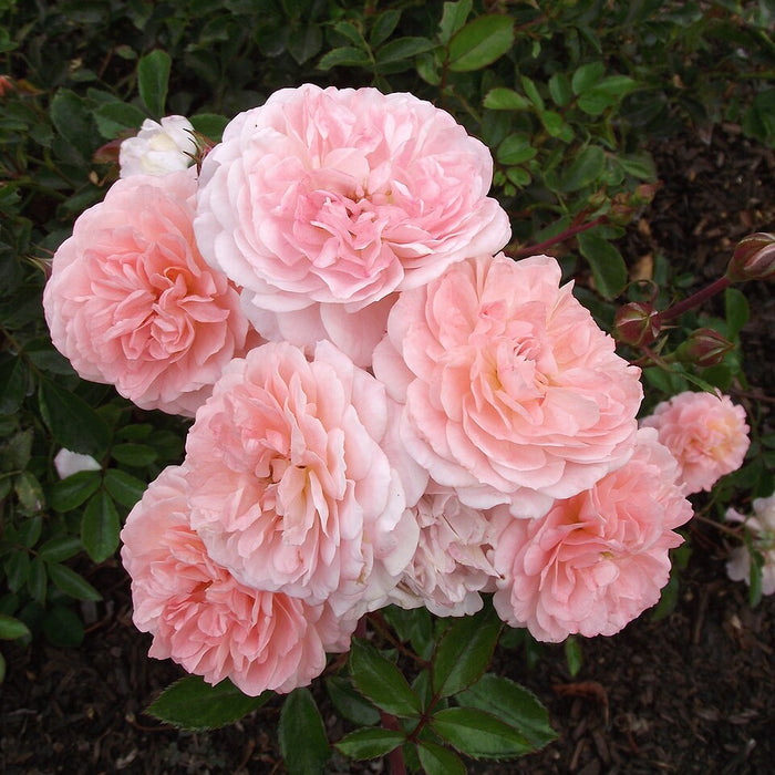ROSA - APRICOT DRIFT