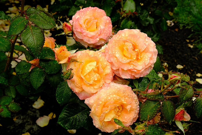 ROSA - DAY BREAKER