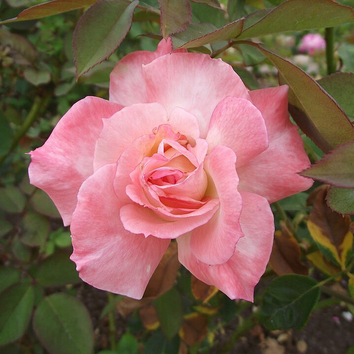 ROSA - SECRET