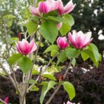 MAGNOLIA X - ROSE MARIE