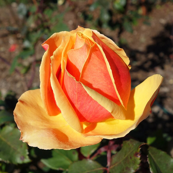 ROSA - ABOUT FACE