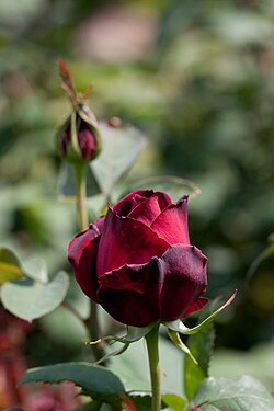 ROSA - OKLAHOMA