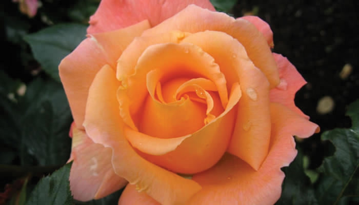 ROSA - ROSEMARY HARKNESS