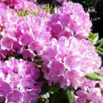 RHODODENDRON - ROSEUM ELEGANS