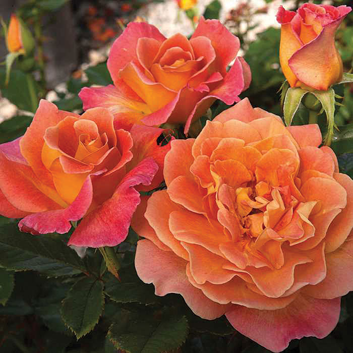 ROSA - ROSIE THE RIVETER