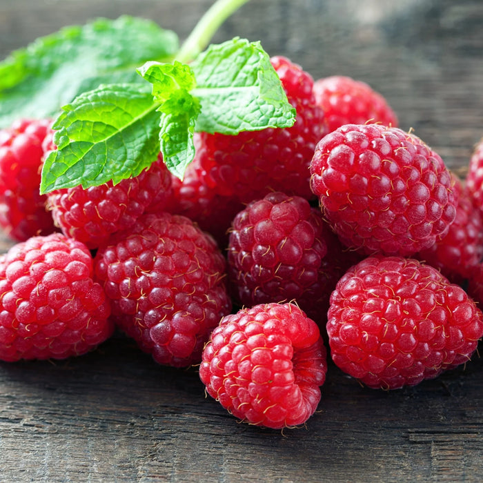 RUBUS IDAEUS - CAROLINE