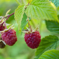 RUBUS IDAEUS - HERITAGE