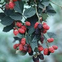 RUBUS FRUTICOSUS - CHESTER