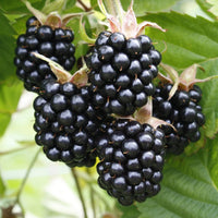RUBUS FRUTICOSUS - CHESTER