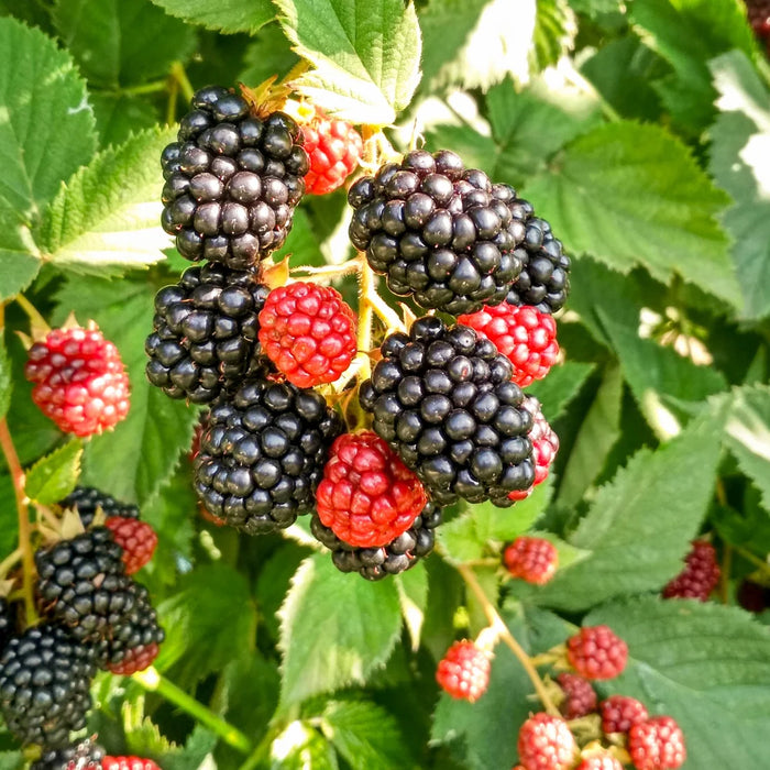 RUBUS FRUTICOSUS - CHESTER