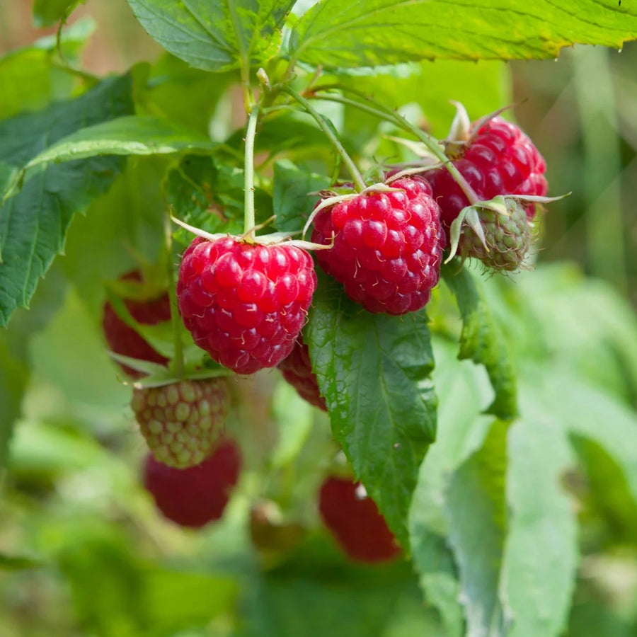 RUBUS IDAEUS - PATHFINDER