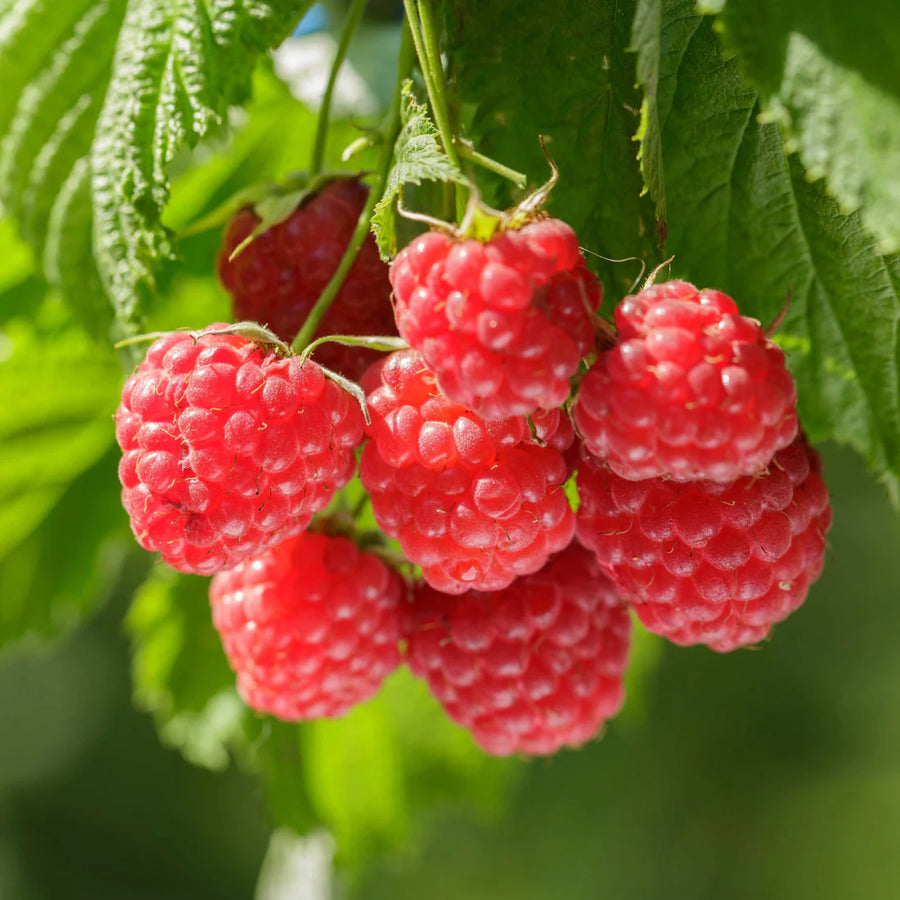 RUBUS IDAEUS - HERITAGE