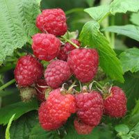 RUBUS IDAEUS - HERITAGE