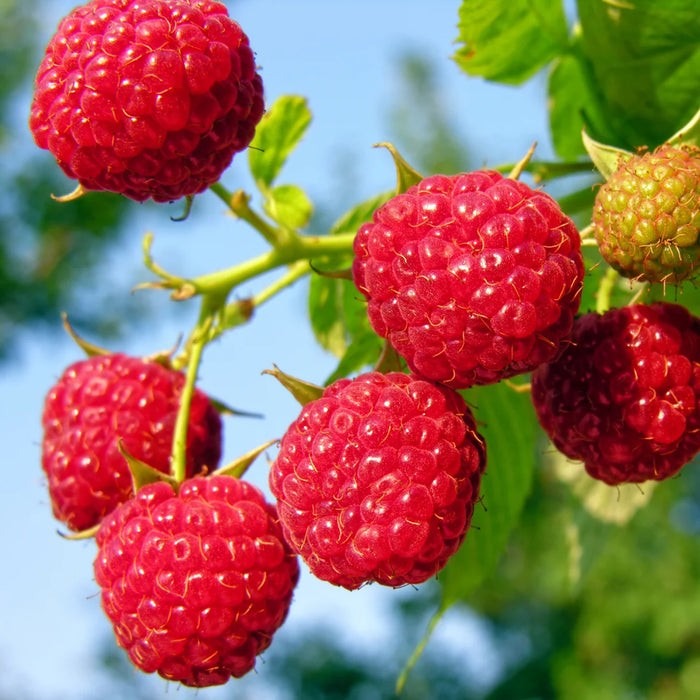 RUBUS IDAEUS - NOVA (SANS EPINES)