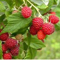 RUBUS IDAEUS - NOVA (SANS EPINES)