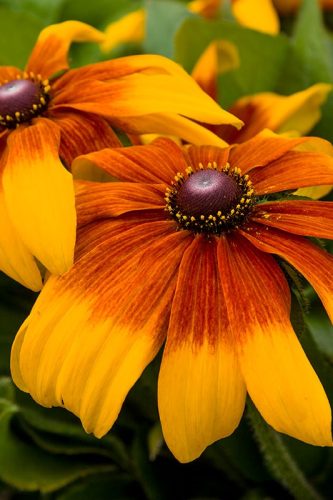 RUDBECKIA RISING SUN - CHESTNUT