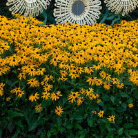 RUDBECKIA FULGIDA - GOLDSTURM