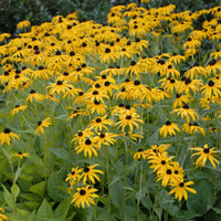 RUDBECKIA FULGIDA - GOLDSTURM