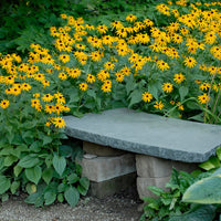 RUDBECKIA FULGIDA - GOLDSTURM