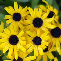 RUDBECKIA HIRTA - AMERICANA GOLD RUSH