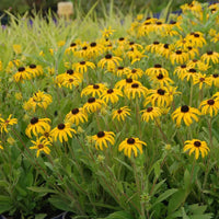 RUDBECKIA HIRTA - AMERICANA GOLD RUSH
