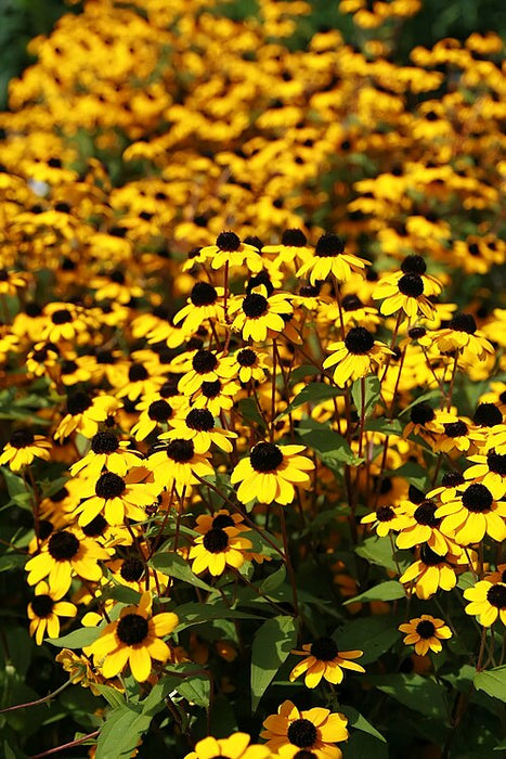 RUDBECKIA TRILOBA