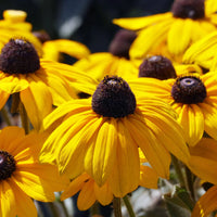 RUDBECKIA FULGIDA - GOLDSTURM