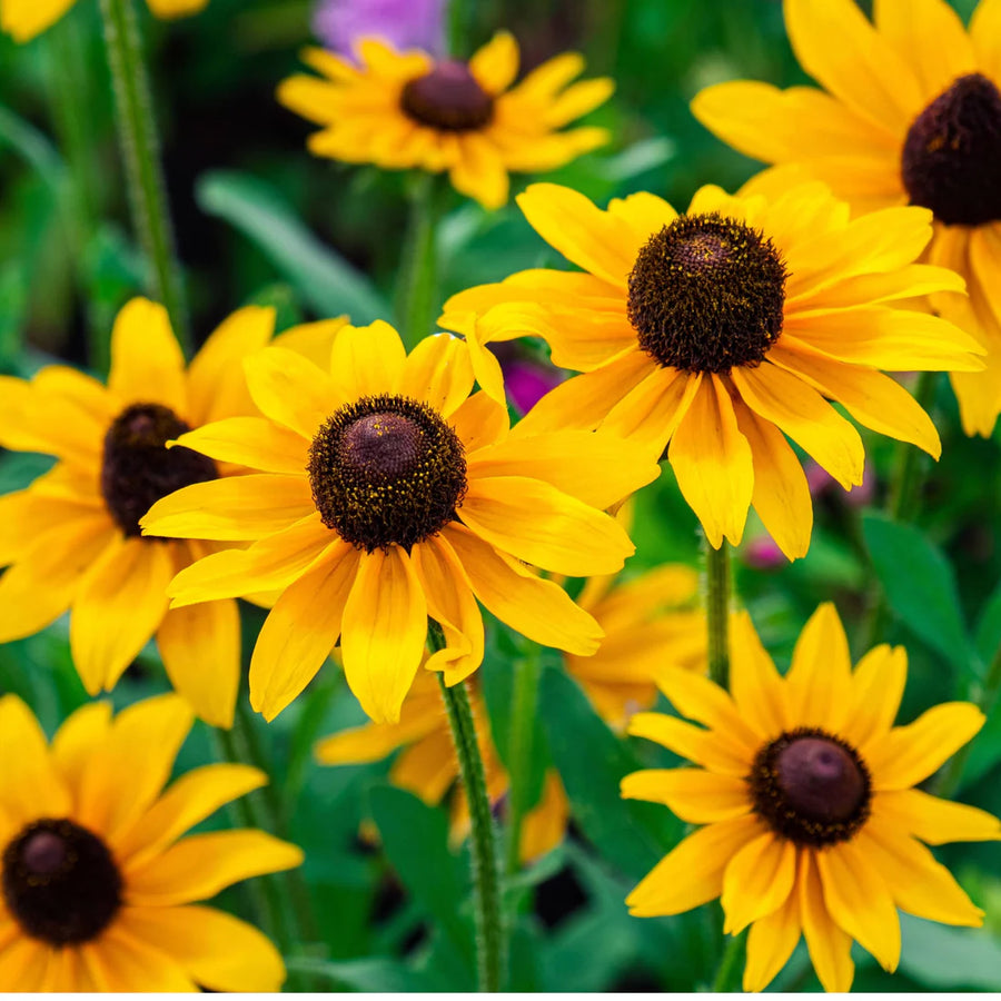 RUDBECKIA FULGIDA - GOLDSTURM